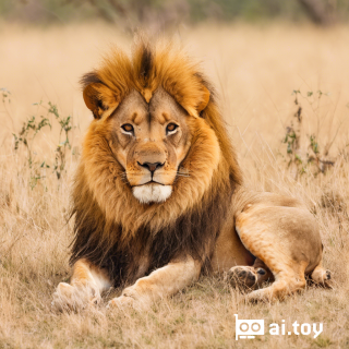 A lion resting in the savanna